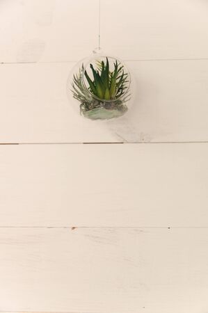 Plant in a glass bowl hanging on a wooden painted white wall backgroundの写真素材