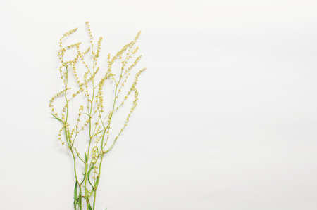 Floral colorful yellow wildflowers pattern on white background. Flat lay, top view.の写真素材