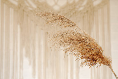 Beige reed against a white wall with a macrame wall panel. A minimal, stylish, trendy concept with a...