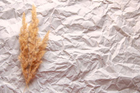 branch of dry field grass located on a white grunge backgroundの写真素材