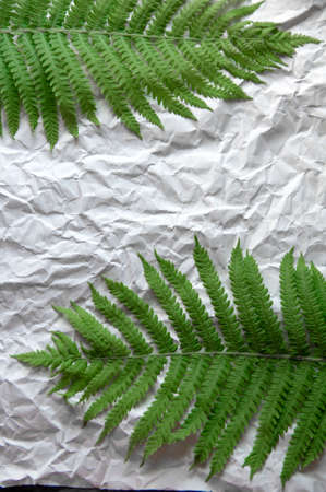 green fern leaf lies on gray background from uneven paperの写真素材