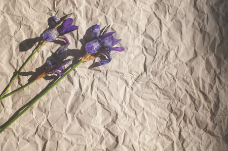 wildflowers of purple iris are collected in a bouquet with green leaves on a background of crumpled gray paperの写真素材