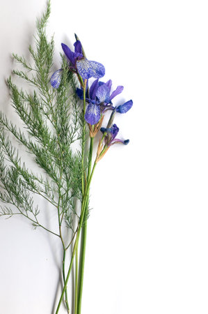 bouquet of wild purple iris flowers on a white paper background