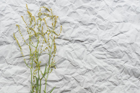background of crumpled craft paper with dry flower in minimalism styleの写真素材
