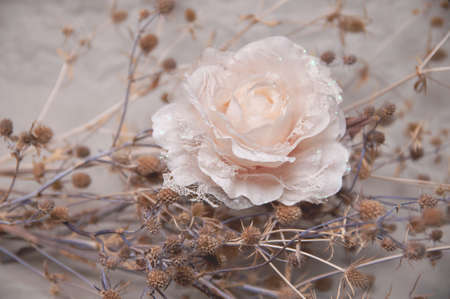 artificial rose in pastel colors with a thistle plant on a gray backgroundの写真素材
