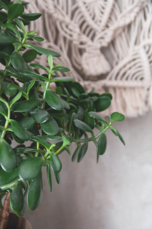 potted houseplant fatty woman stands on a wooden table against the background of a concrete wall