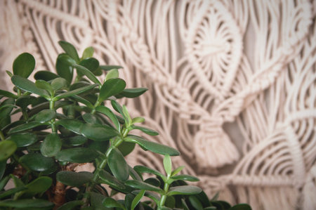 potted houseplant fatty woman stands on a wooden table against the background of a concrete wall