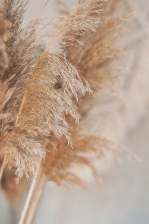 dried wild flowers in boho style in the living room near the concrete wallの写真素材