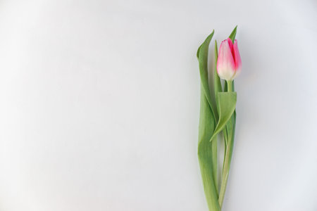 one pink tulip flower on white paper background
