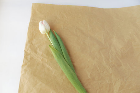 gift white tulip lies on kraft paper on white paper background