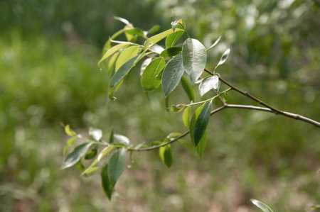 spring tender willow branch with leaves in the sunlight