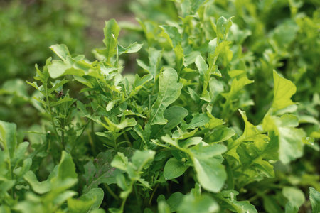 green arugula salad grows in the garden
