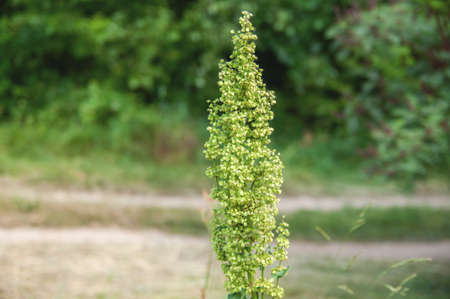 green field wild plant overlooking a green meadowの写真素材
