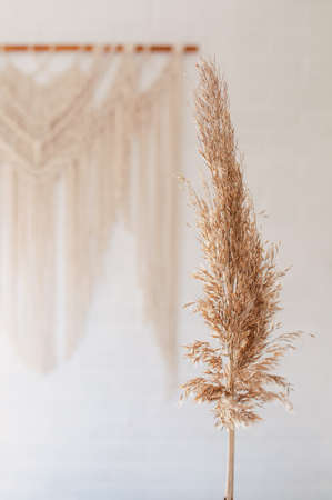 Dry common reed, on a white background. Coastal reed against the backdrop of a macrame wall panelの写真素材