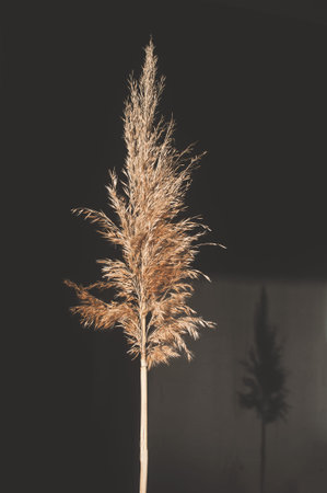 Dry common reed, on a black background. Coastal reed on a dark background with a silhouette on the...