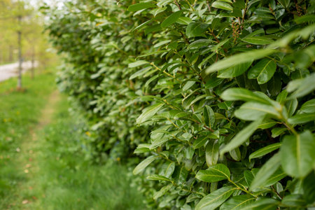 closeup of young green leaves of evergreen bushes in spring along the road