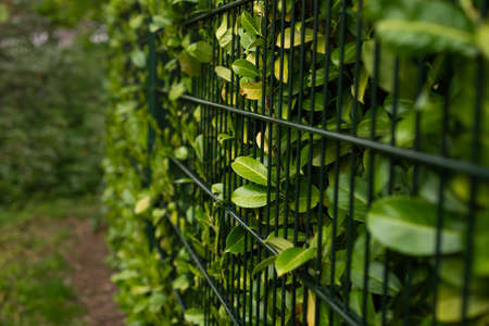 leaves of green bushes behind the iron fence, along the fenceの写真素材