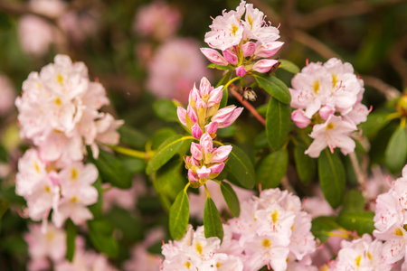 blooming delicate pink buds of rhododendron in the spring gardenの写真素材