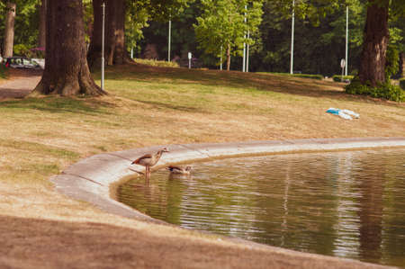 park with a pond, trees and flowers near, a duck near the waterの写真素材