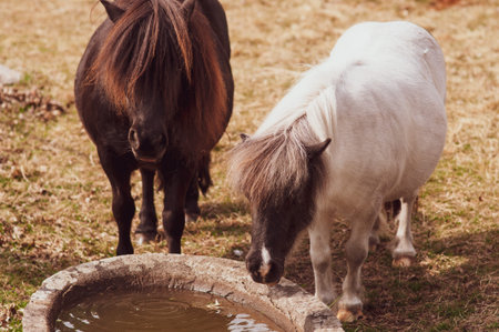 white and brown pony horses drinks water from a trough, it's hot on the farm