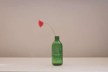 minimalism one poppy in a green glass vase on a beige backgroundの写真素材