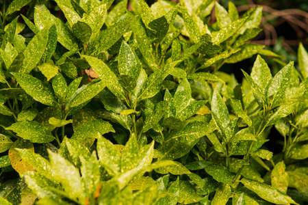 green shrub plant with dense leaves on a summer day macroの写真素材
