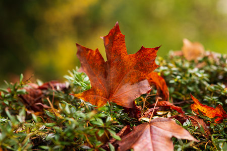 fallen autumn orange maple leaf on a green bushの写真素材