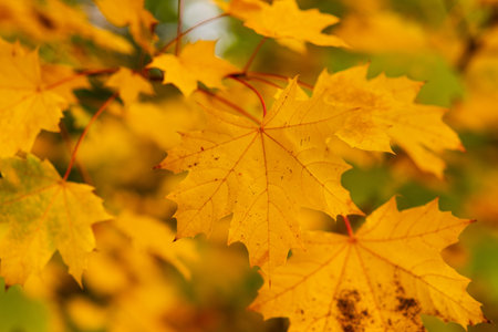 autumn tree with orange maple leaf on branches on day