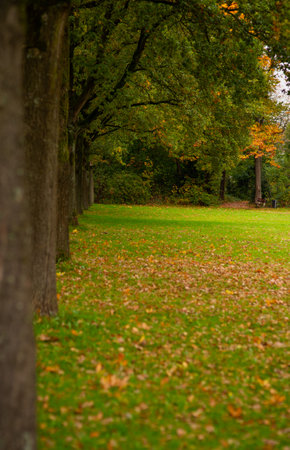 autumn park with green grass in the meadow and trees with yellow leavesの写真素材