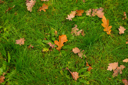 Yellow fallen autumn curly maple leaves on green grass with acornsの写真素材