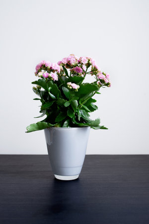 Beautiful flower with opening pink petals, bright and contrasting color accent. For decorative purposes or as visual inspiration for design projectsの写真素材