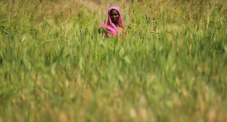 Woman Farmerのeditorial素材