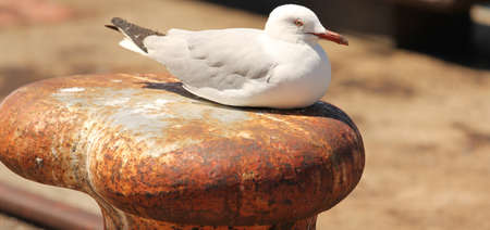 Seagullの写真素材