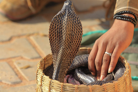 Snake Charmer in India