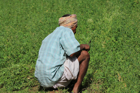 NIMAJ BAGH, INDIA, FEBRUARY 28, 2012   An unidentified man tending to crops outside the village of Nimaj Bagh, Rajasthan, Northern India on FEBRUARY 28, 2012  The village now welcomes boutique tourism のeditorial素材
