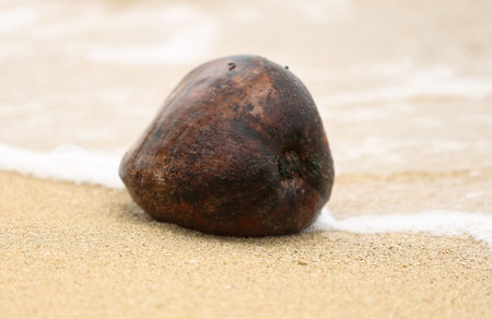 Coconut on Beachの写真素材