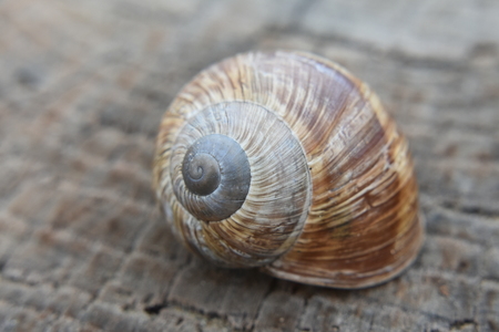 snail's houseの写真素材