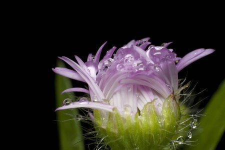 Flower on blackの写真素材