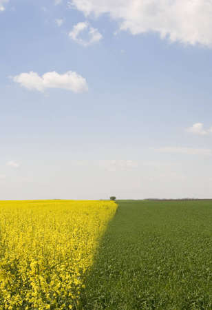 oilseed rape field during summer with blue skyの写真素材
