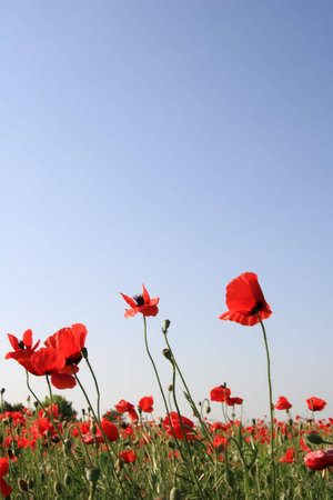 beautiful summer flowersの写真素材