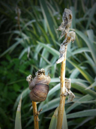 snail on leafの写真素材