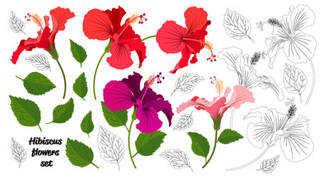 Summer flower set. Tropical flowers bright color collection. Hibiscus flower realistic vector with leaves.のイラスト素材
