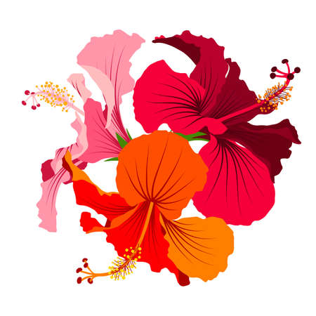 Hibiscus detailed full bloom flowers set. Floral clip art. Colorful botanical vector image.のイラスト素材