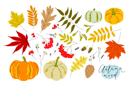 Set of colorful autumn leaves, berries, pumpkins, acorns and seeds. Isolated clip-arts on white background. Simple flat style vector illustrations.のイラスト素材