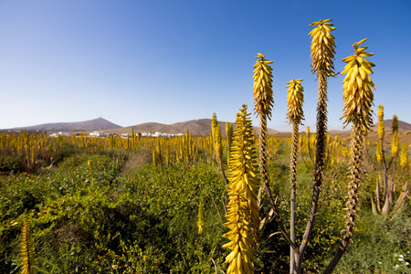 Field in Lanzaroteの写真素材