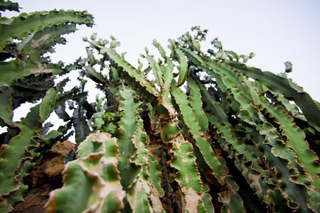 Cactusの写真素材
