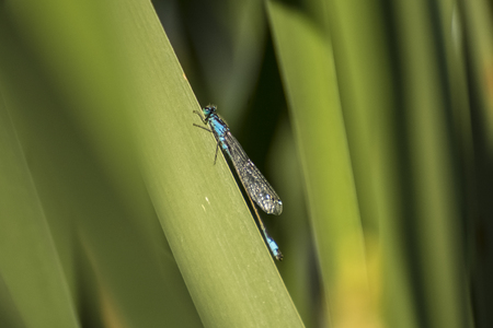 Dragonflyの写真素材