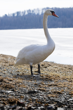 white swanの写真素材