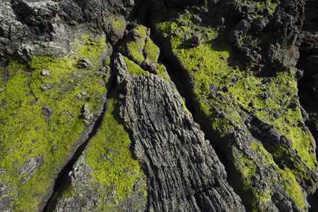 Green mossの写真素材