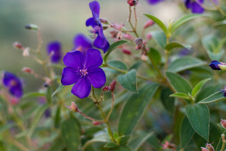 colorful lilac beautiful flowers on natural green backgroundの写真素材